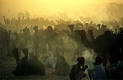 Foire aux chameaux