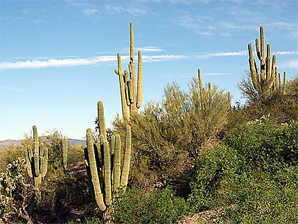 Cactus géants  (Saguaro)