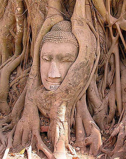 &quot;the face of Buddha&quot;