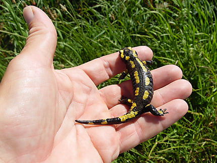 La salamandre