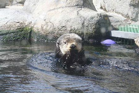 Loutre de mer Loutre de mer