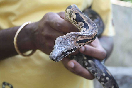 Boa Boa
