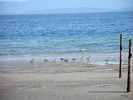 La famille oie va à la plage