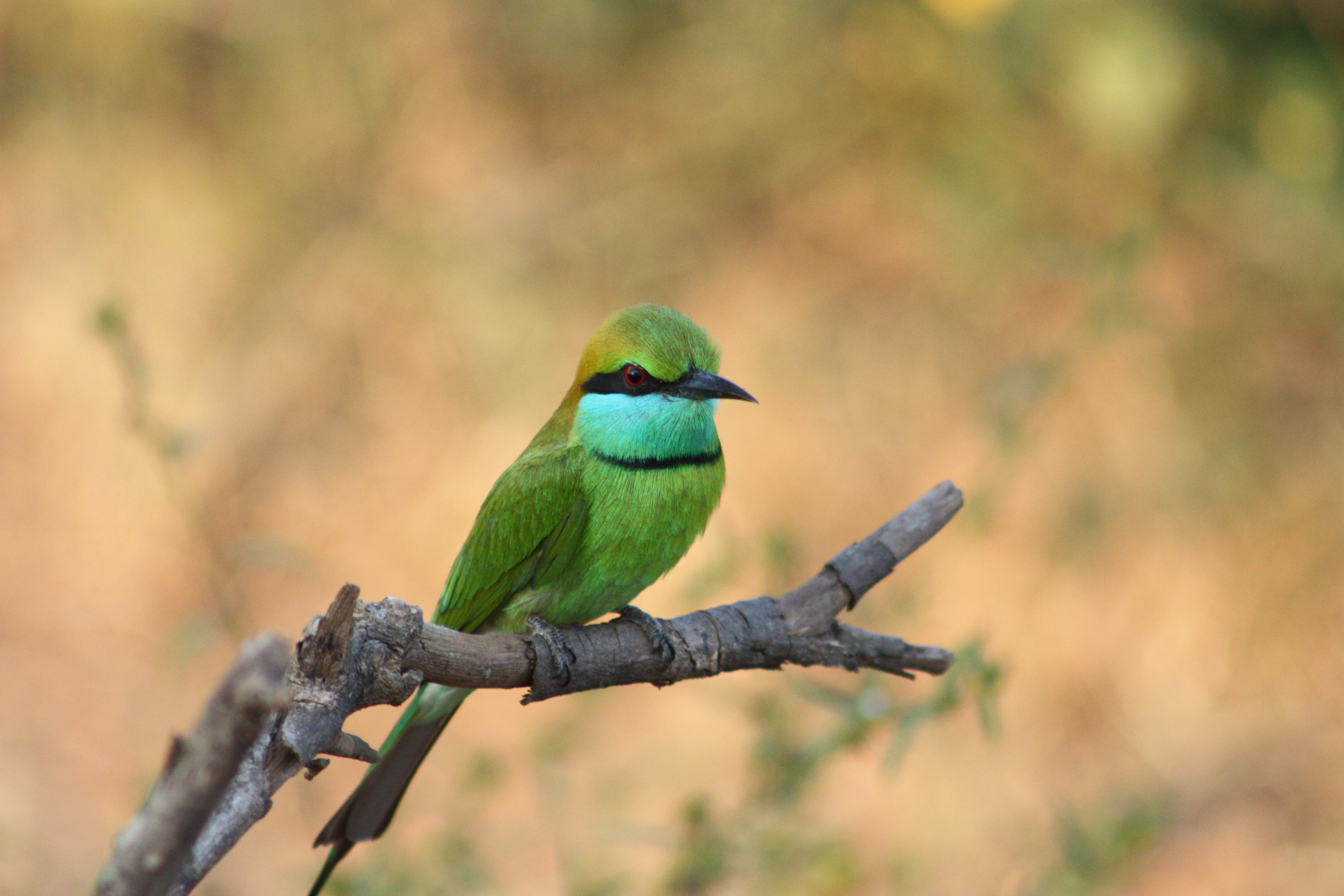 Oiseau au Parc national d'Uda Walawe