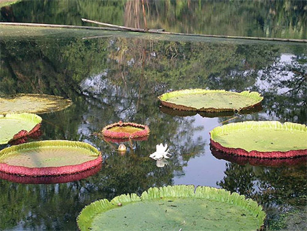 Nénuphars géants au Jardin Botanique