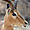 Mâle impala
