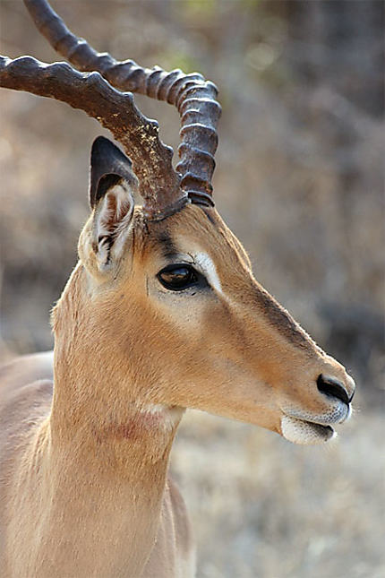 Mâle impala