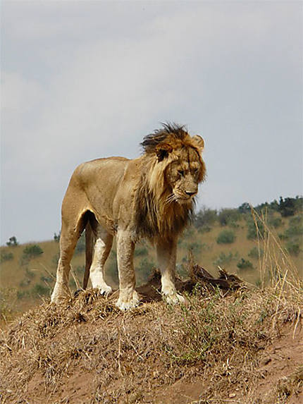Etirements du Lion