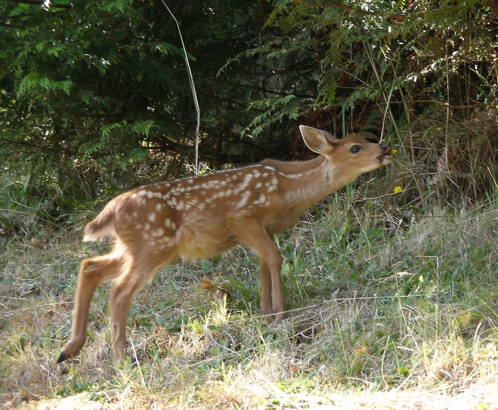 Bambi