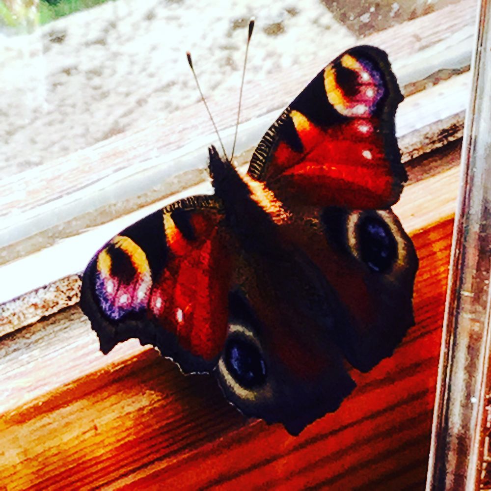 Papillon dans la maison 