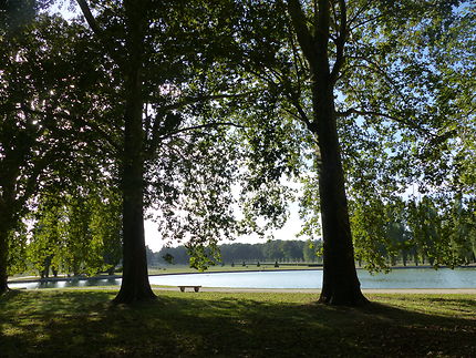 Des arbres de géant au parc de Sceaux