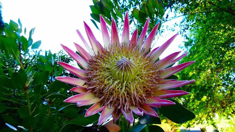 Fleur emblématique de l'Australie