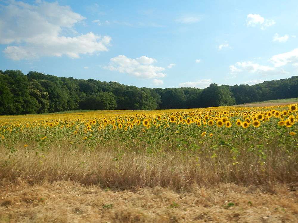 Champ de tournesols en Essonne