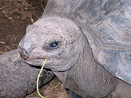 Les tortues centenaires de l'île de la Digue