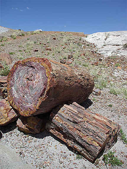 Petrified forest 