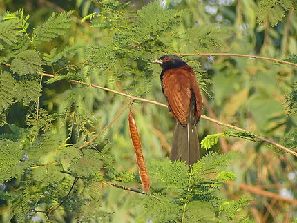 Grand coucal