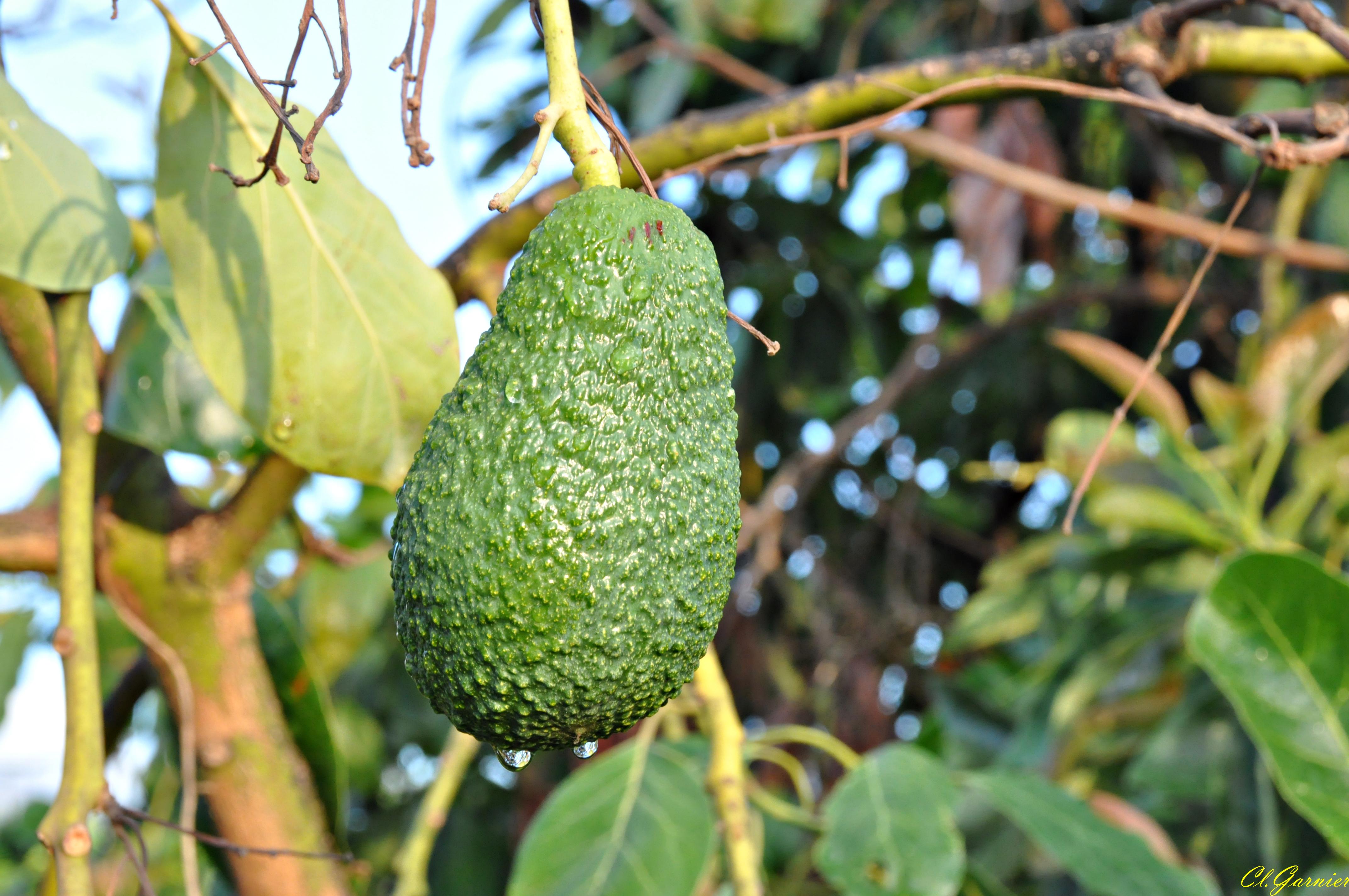 Avocat Avocat