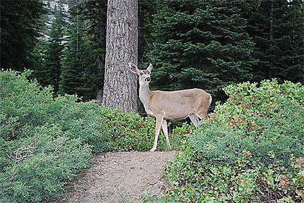 Habitant du Séquoia National Park