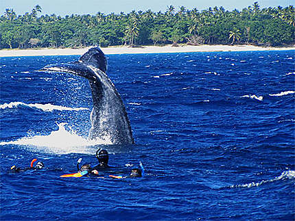 Nager avec les baleines à bosses