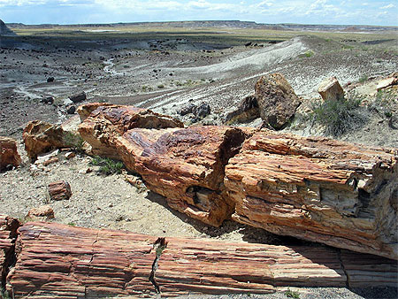 Petrified forest Petrified forest