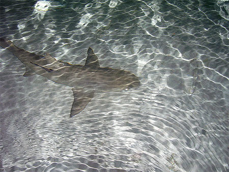 Requin citron aux bahamas