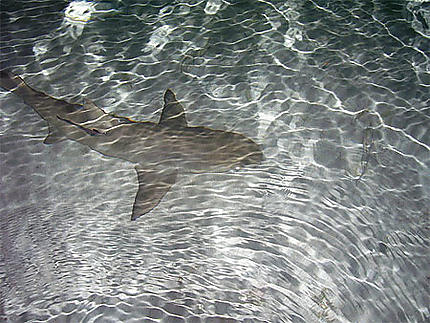 Requin citron aux bahamas