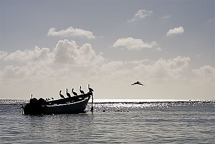 Pélicans à Pigeon Point