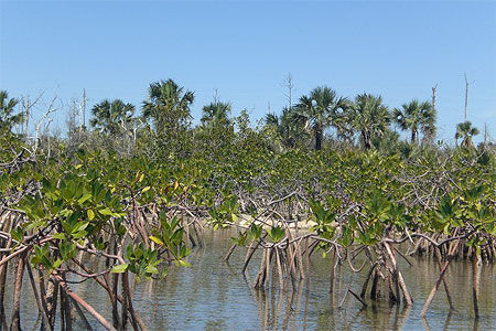 La mangrove Lucayan National Park