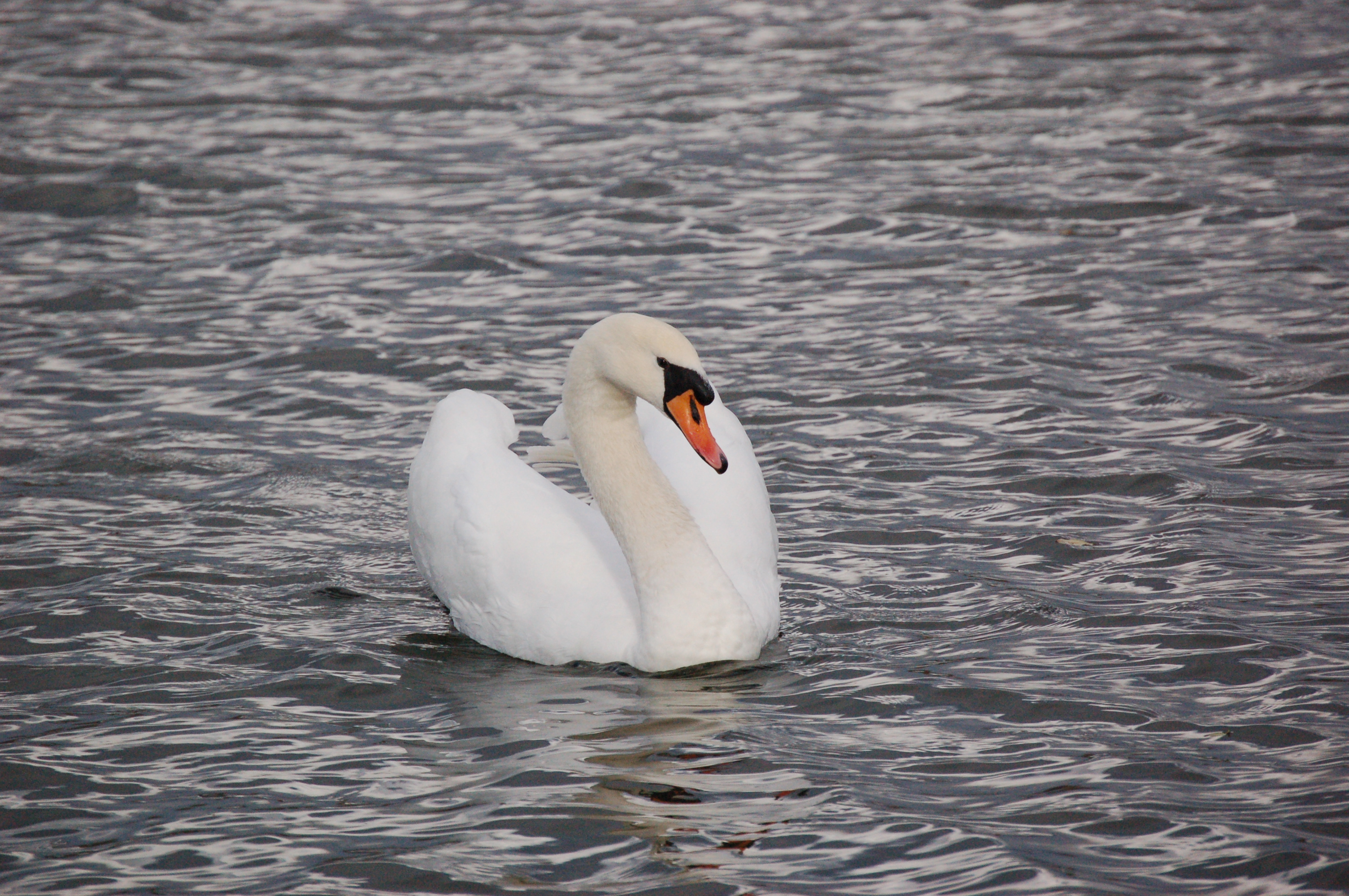Un cygne majestueux Un cygne majestueux