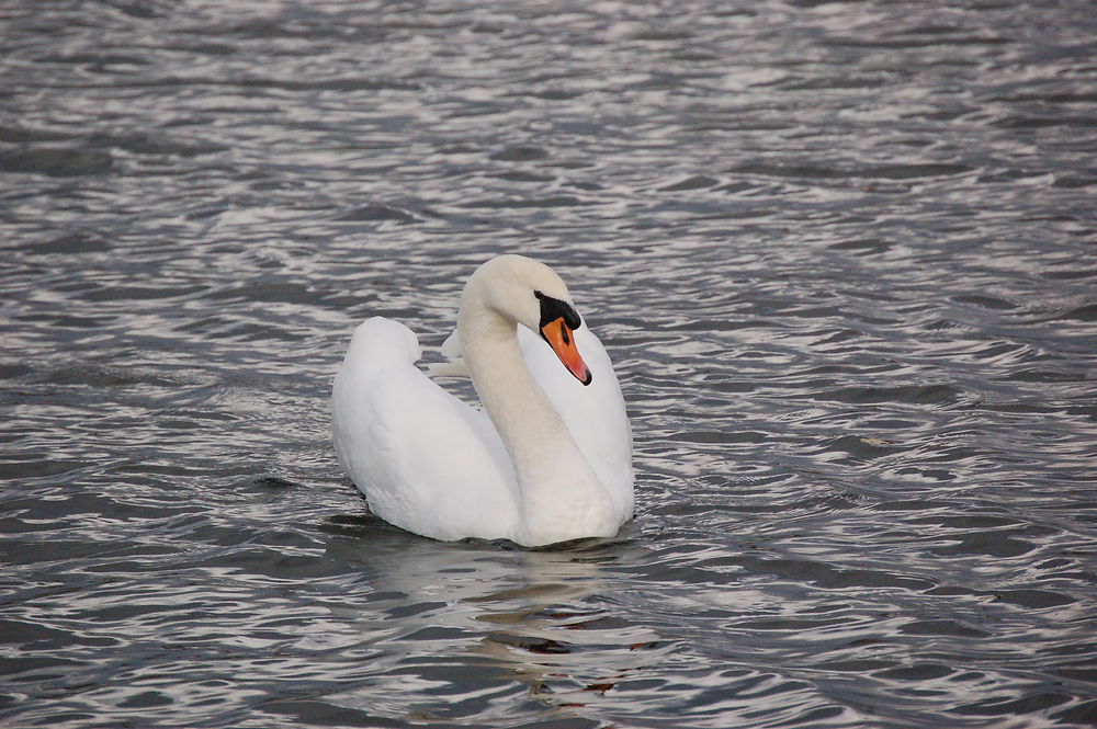 Un cygne majestueux