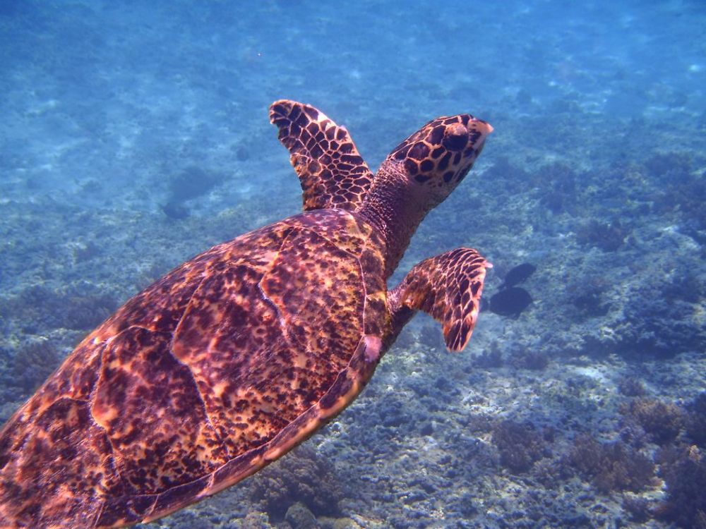 Tortue à Gili Trawangan