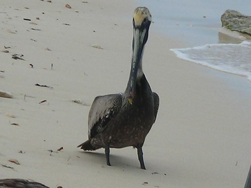 Retour de la pêche Cancún