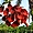 Erythrina crista-galli (Ceibo)