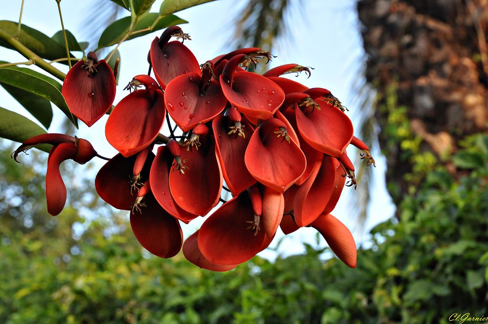 Erythrina crista-galli (Ceibo)