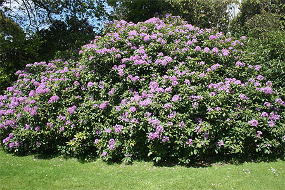 Rhododendrons