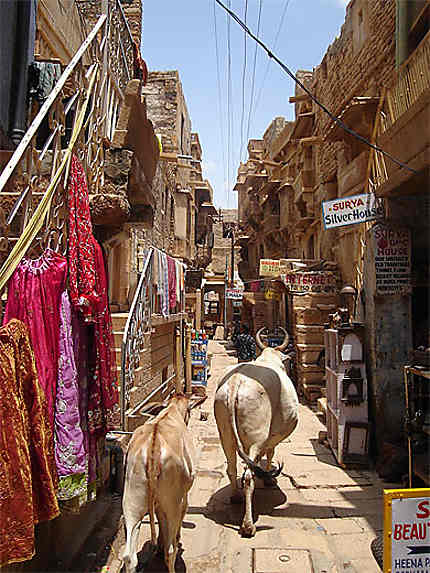 Liberté des vaches sacrées au Fort de Jaisalmer