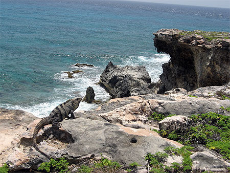 Iguane sur l'Isla Mujeres