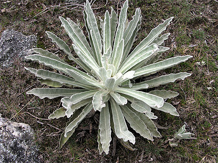 Frailejon Frailejon