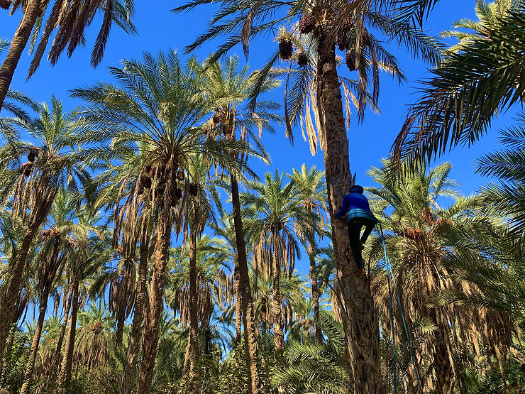 Tozeur, l’une des plus belles palmeraies de Tunisie