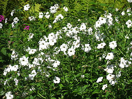 Fleurs aux Jardins de Métis à Grand-Métis