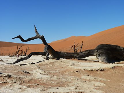 Arbre du désert