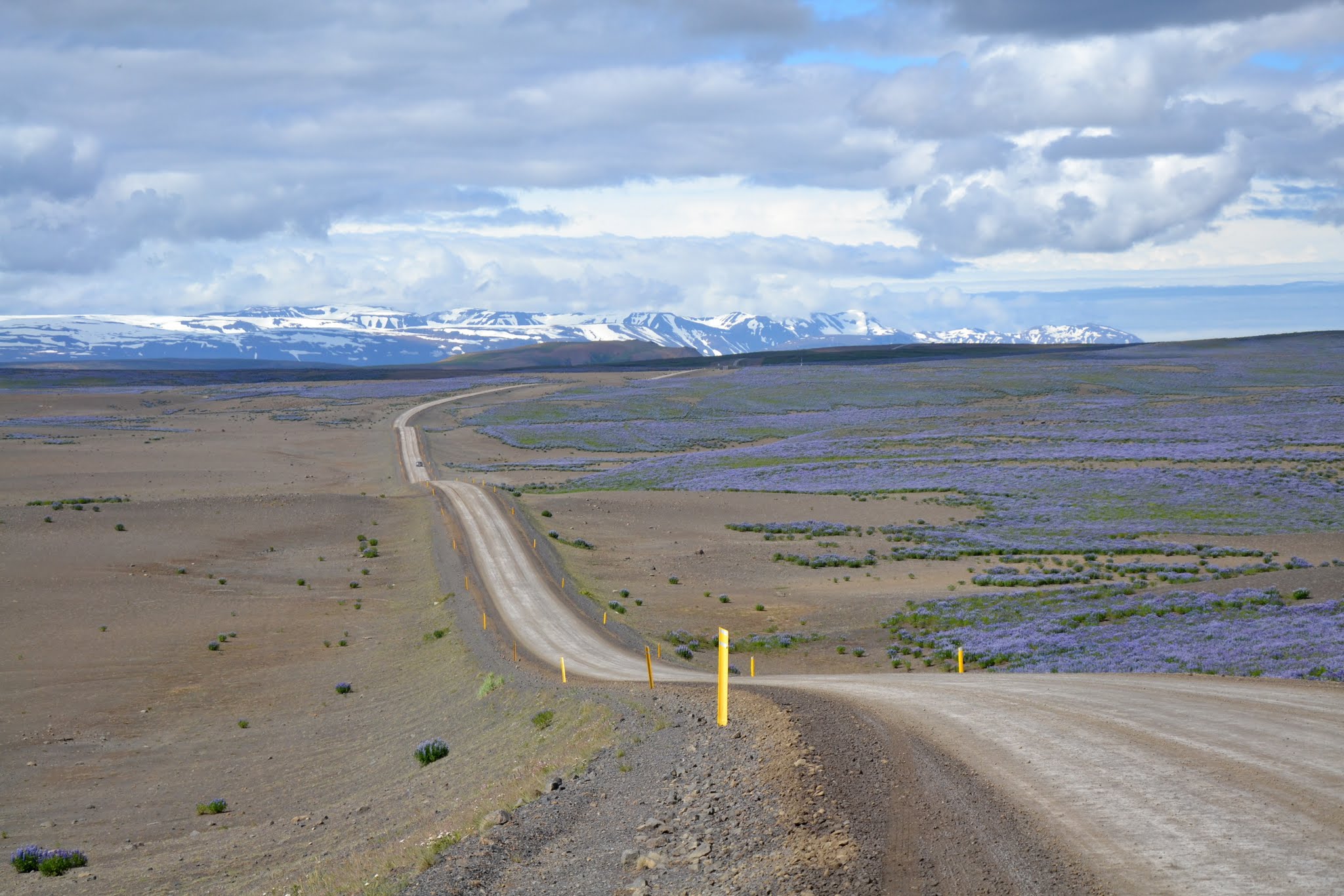 Route 85 dans les lupins au nord de l'Islande Route 85 dans les lupins au nord de l'Islande