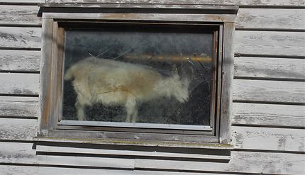 Une chèvre dans la vitrine en Norvège