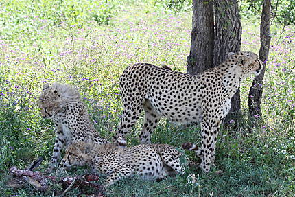 Repas en famille au Serengeti