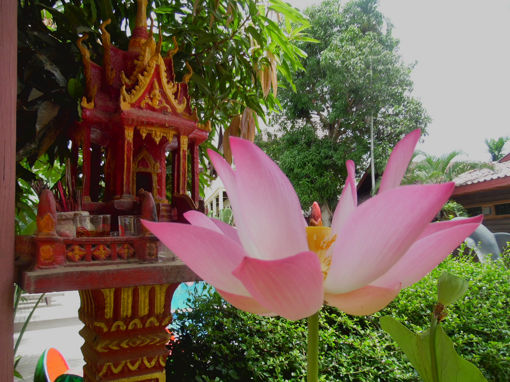 Lotus Lotus