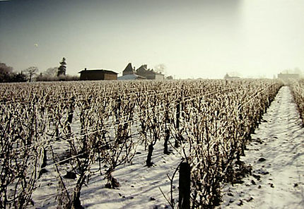 Vigne et Château à Loché-Mâcon