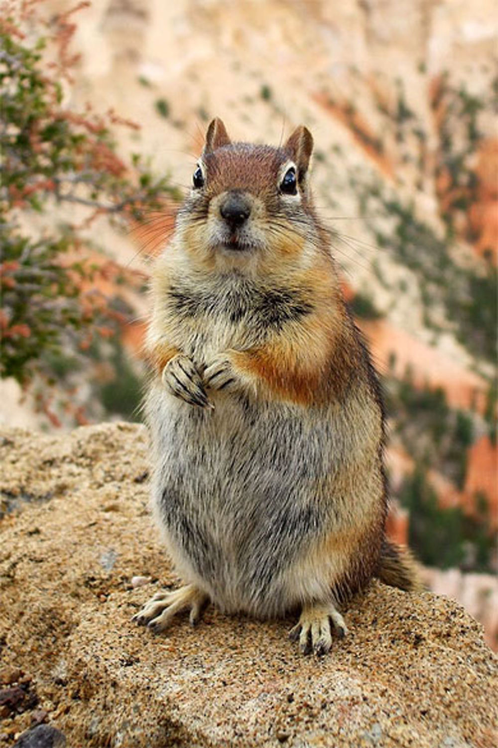 Un chipmunk à Bryce Canyon