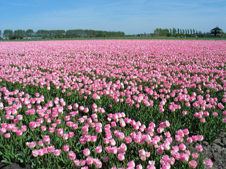 La vie en rose La vie en rose