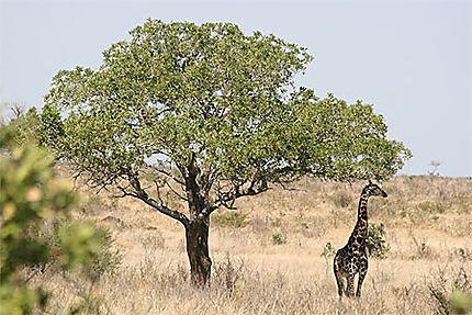 Girafe sous son acacia