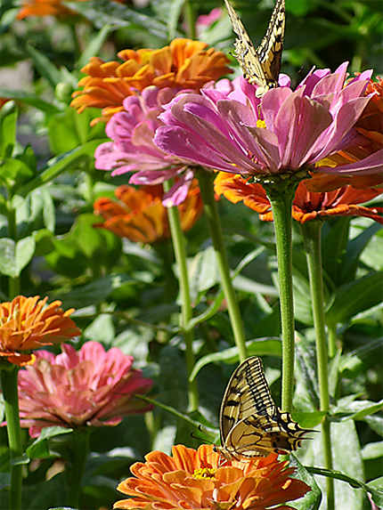 Papillons et fleurs